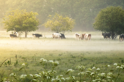 Voorbeeld