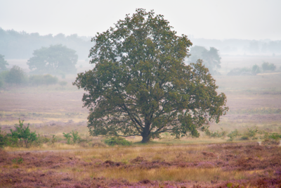 Voorbeeld