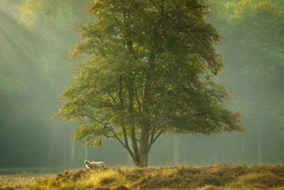 Voorbeeld