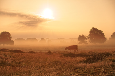 Voorbeeld
